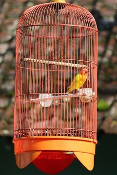 Yellow Canary bird in the cage