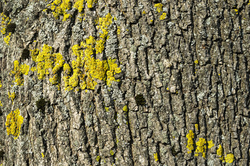 Baumrinde Hintergrund/Textur