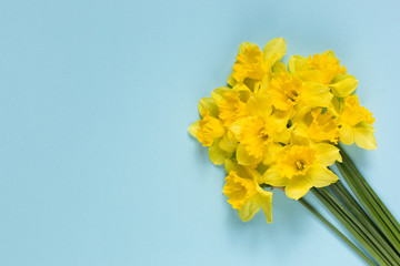 Daffodils on a blue background.Pattern of yellow flowers on a blue background. Composition of flowers. Top view, space for copy, square, flat lay.