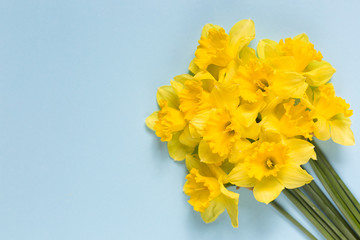 Daffodils on a blue background.Pattern of yellow flowers on a blue background. Composition of flowers. Top view, space for copy, square, flat lay.