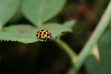 Ladybug on a Rose leaf