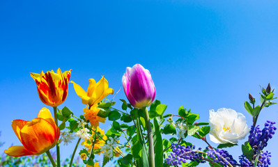 Naklejka premium Colorful tulips, Grape hyacinths and gold florets, blue sky