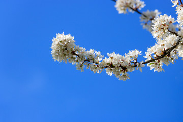 Cherry blossom branch on blue sky background
