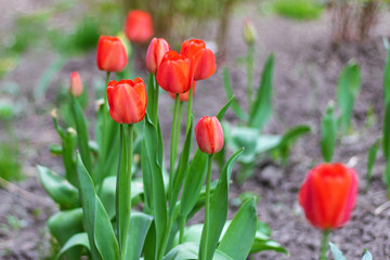 Buds of blooming red tulips on a spring day