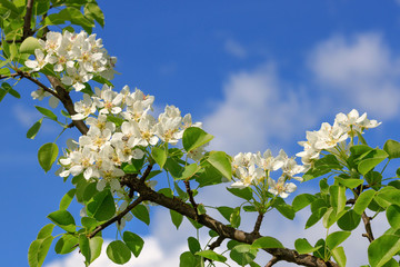 Blooming pear branch on blue sky background on sunny spring day