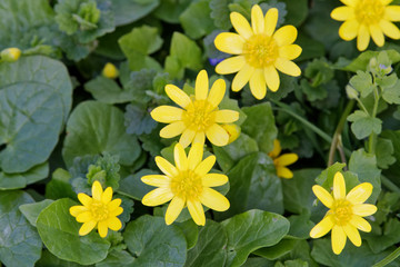 Spring flower lesser celandine (Ficaria verna) in a nature