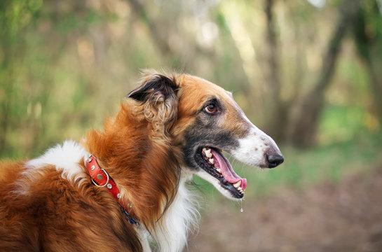 Russian Wolfhound Dog, Borzoi, Sighthound, Russkaya Psovaya Borzaya, Psovi. Killer of wolves. One of the fastest hunting dogs in the world. Springtime, Outdoors. Close-up Portrait