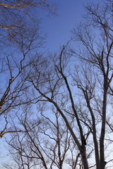 田沢湖高原の白樺