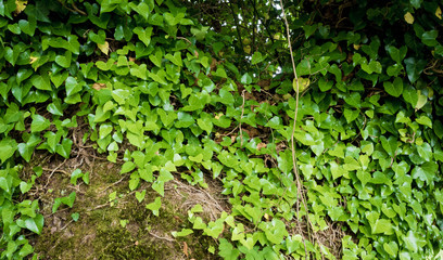 Green Ivy Background. Nature floral background. Creeping bush Hedera