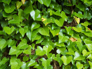Fototapeta na wymiar Green Ivy Background. Nature floral background. Creeping bush Hedera