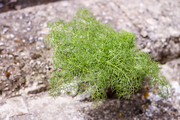 fiori e piante nel manto stradale