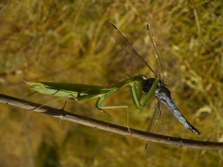 successful hunt of prayig mantis