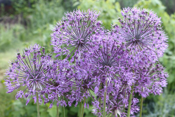 Decorative onions blooming in the garden in summer