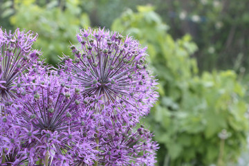 Decorative onions blooming in the garden in summer
