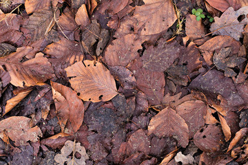 Winter dry leaves on the ground texture. Autumn leaves in forest underfoot. Forest leaves on de...
