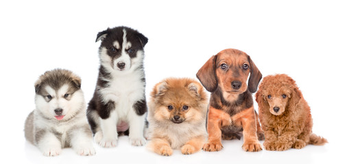 large group of  dogs. isolated on white background
