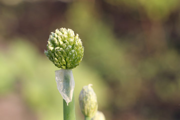 Onions blooming in the garden in summer