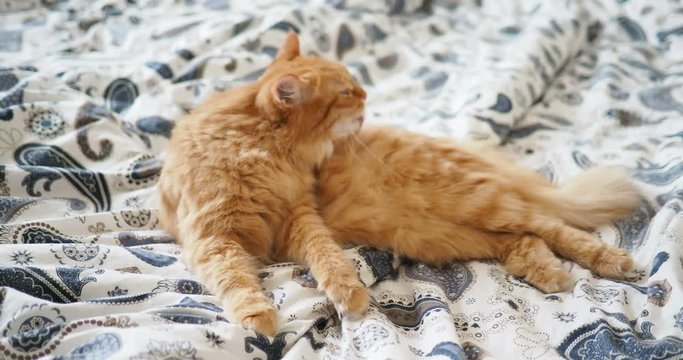 Cute ginger cat lying in bed. Fluffy pet is licking its paws. Cozy home background.