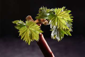 JEUNE VIGNE