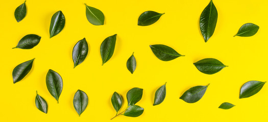 Green tree leaves pattern on yellow background