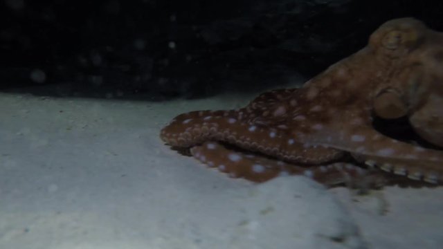 ein Oktopus kriecht &uuml;ber den Meeresboden