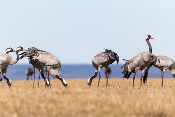 Birds at Hornborgasjön, Sweden