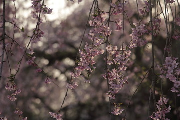 角館　武家屋敷　しだれ桜