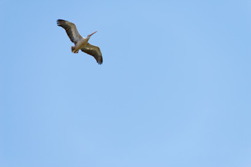 Flying spot billed pelican or grey pelican in Thailand