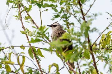 Yellow vented Bulbul