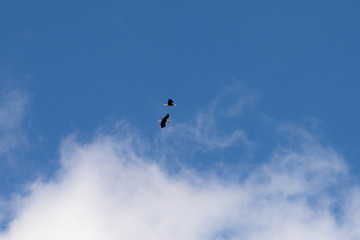 Wreathed hornbill at Khao Yai national park, THAILAND