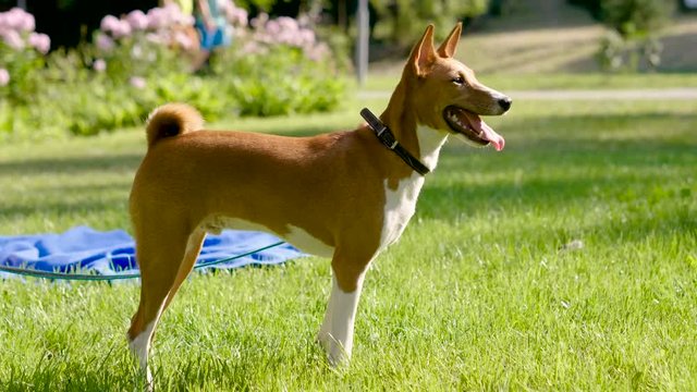 Close-up shot of beautiful basenji dog standing on green lawn in summer park. 4K