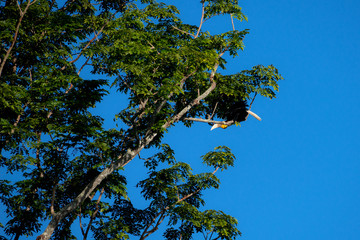 Wreathed hornbill at Khao Yai national park, THAILAND