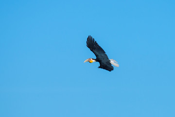 Wreathed hornbill at Khao Yai national park, THAILAND