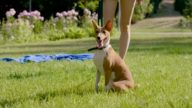 Portrait of basenji dog sitting near female legs and looking around in summer park . 4K