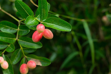 Carissa carandas Linn, Carandas-plum, fruits and herbs.