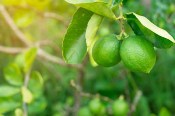 Lime on tree, Green lemon on tree.