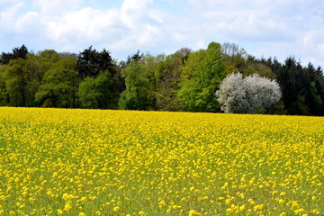 Rapsfeld Raps Rapsblüte Hintergrund 