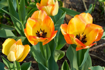 Nahaufnahme von Tulpen im Blumengarten