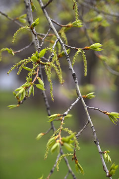 poplar branches in spring