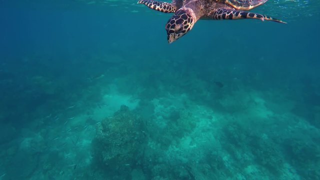 eine Schildkröte schwimmt an die Wasseroberfläche um Luft zu holen