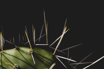 detail of cactus plant with long and sharp spines