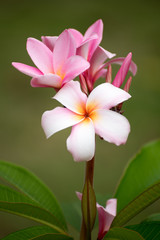 Plumeria flower pink and white frangipani tropical flower
