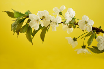 Fototapeta premium Blooming cherry tree on a yellow background close-up stock photo images. Fresh spring floral decoration detail photo. Spring background concept. White cherry blossom flowering branche studio shot