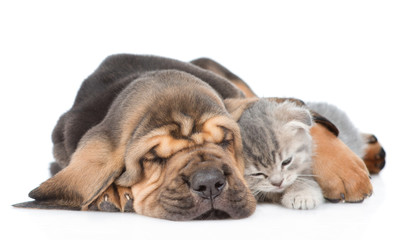 Sleeping bloodhound puppy embracing kitten. isolated on white background
