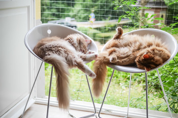Pair of Maine Coon Cats Stretching in Tall Chairs