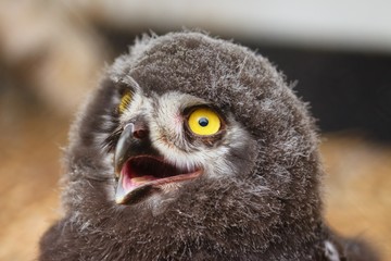 Young owl