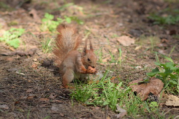 the squirrel in the woods found a nut