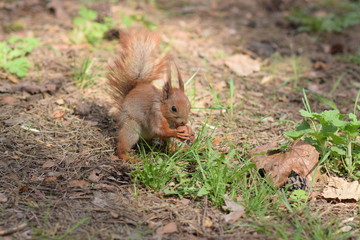 Naklejka na ściany i meble the squirrel in the woods found a nut