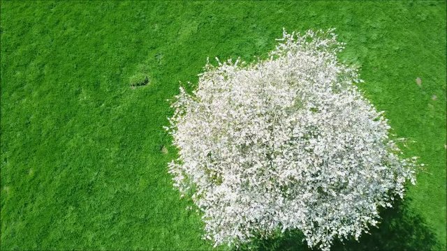 A cherry blossom in the middle of a field