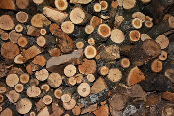 Oak trees are laid out in a pile